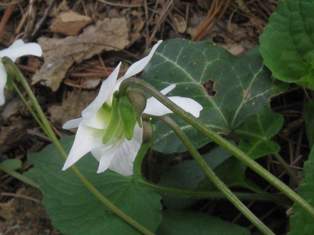 Viola sororia (Violaceae)