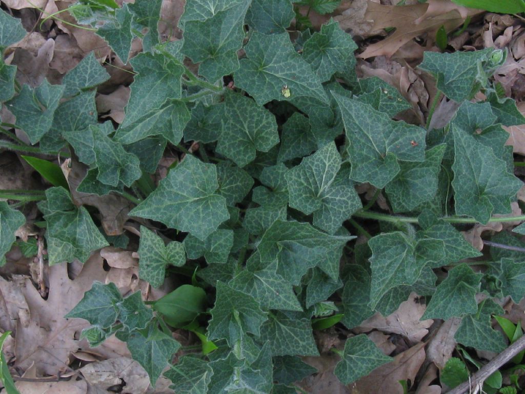 Cucurbitacea ?  S, Bryonia sp.