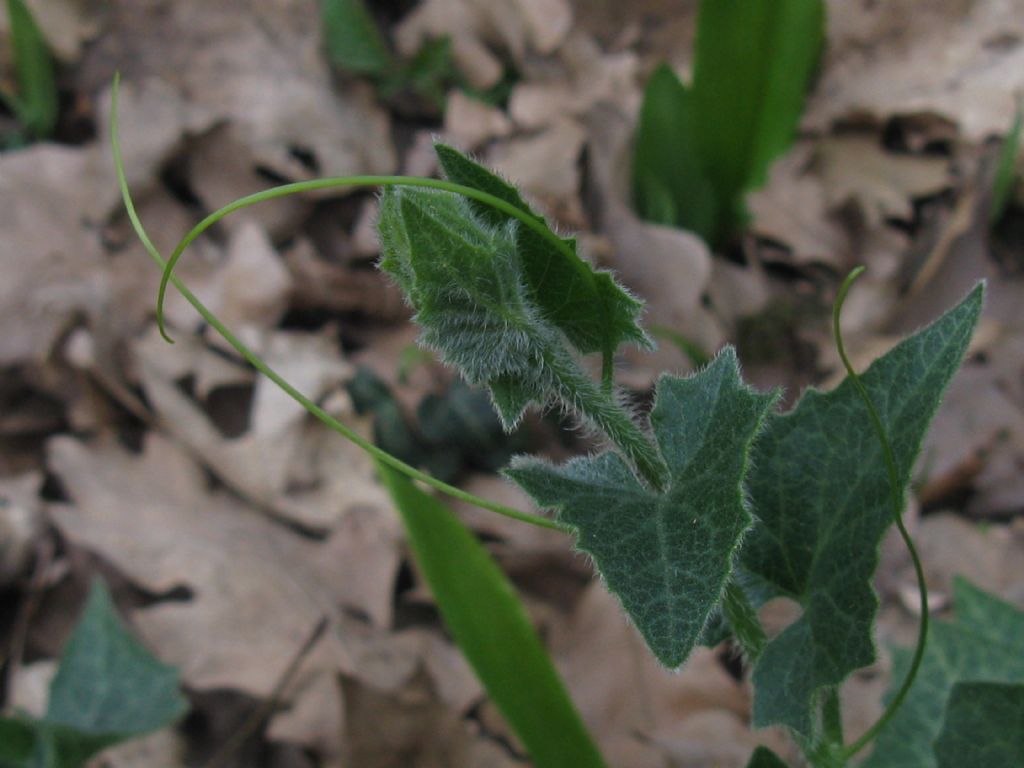 Cucurbitacea ?  S, Bryonia sp.