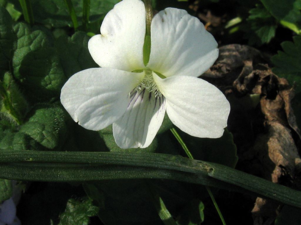Viola sororia (Violaceae)