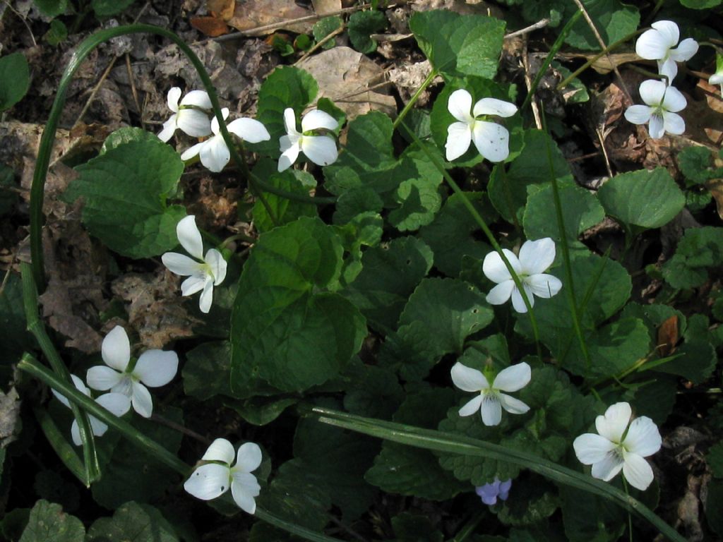 Viola sororia (Violaceae)