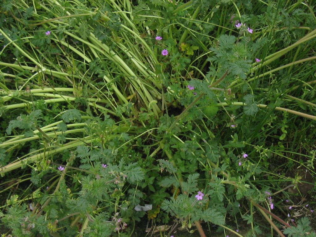 Erodium cicutarium