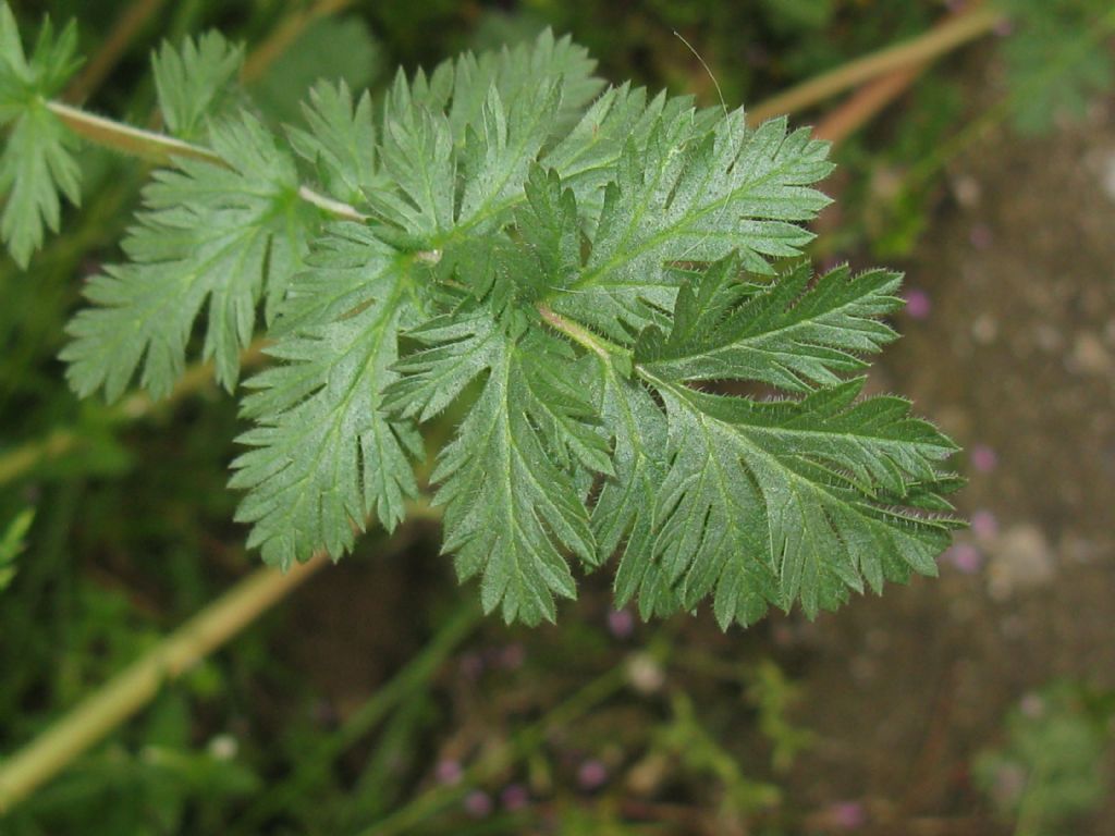 Erodium cicutarium