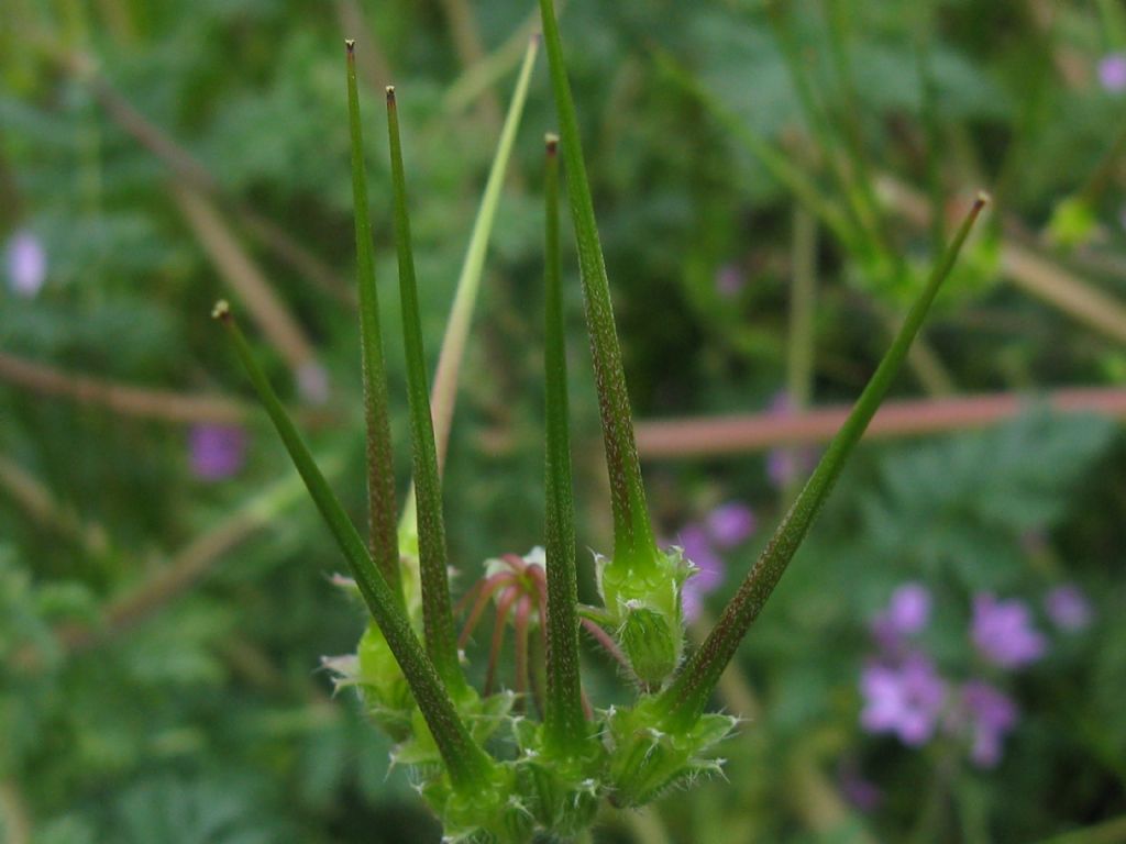 Erodium cicutarium