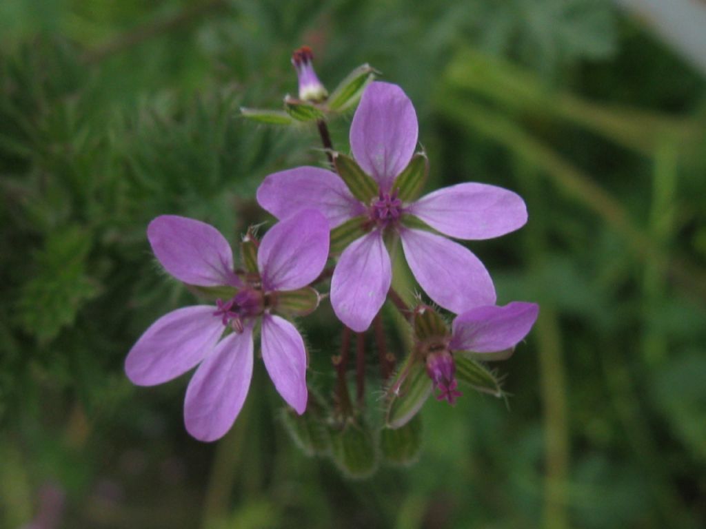 Erodium cicutarium