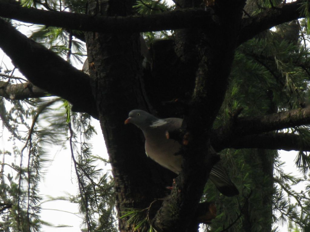 Colombaccio (Columba palumbus) ?  S !