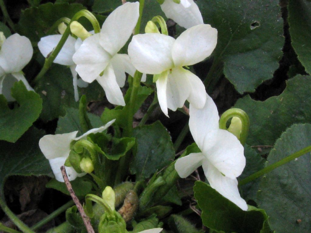 Viola odorata?       No, alba subsp. alba