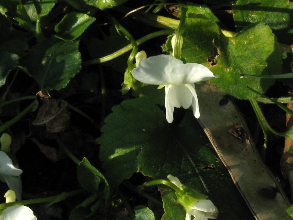 Viola odorata?       No, alba subsp. alba