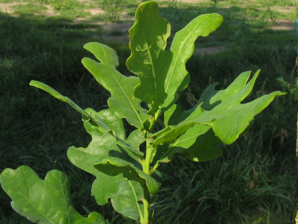 Giovane quercia: Quercus sp.