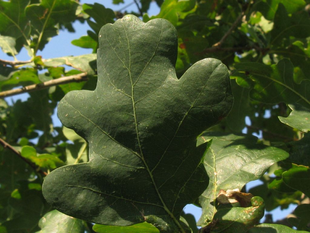 Giovane quercia: Quercus sp.