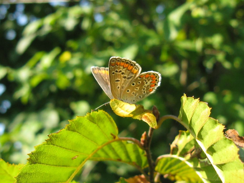 Polyommatus icarus ? S !