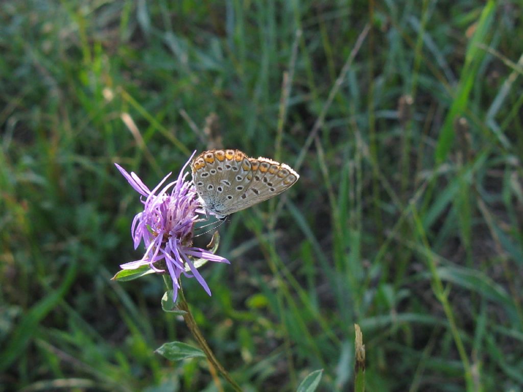 Polyommatus icarus ? S !