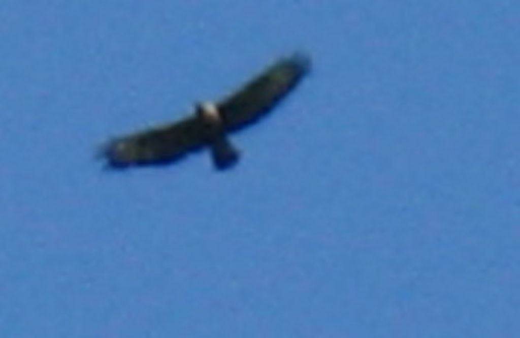 Rapace identificabile? quasi certamente Poiana