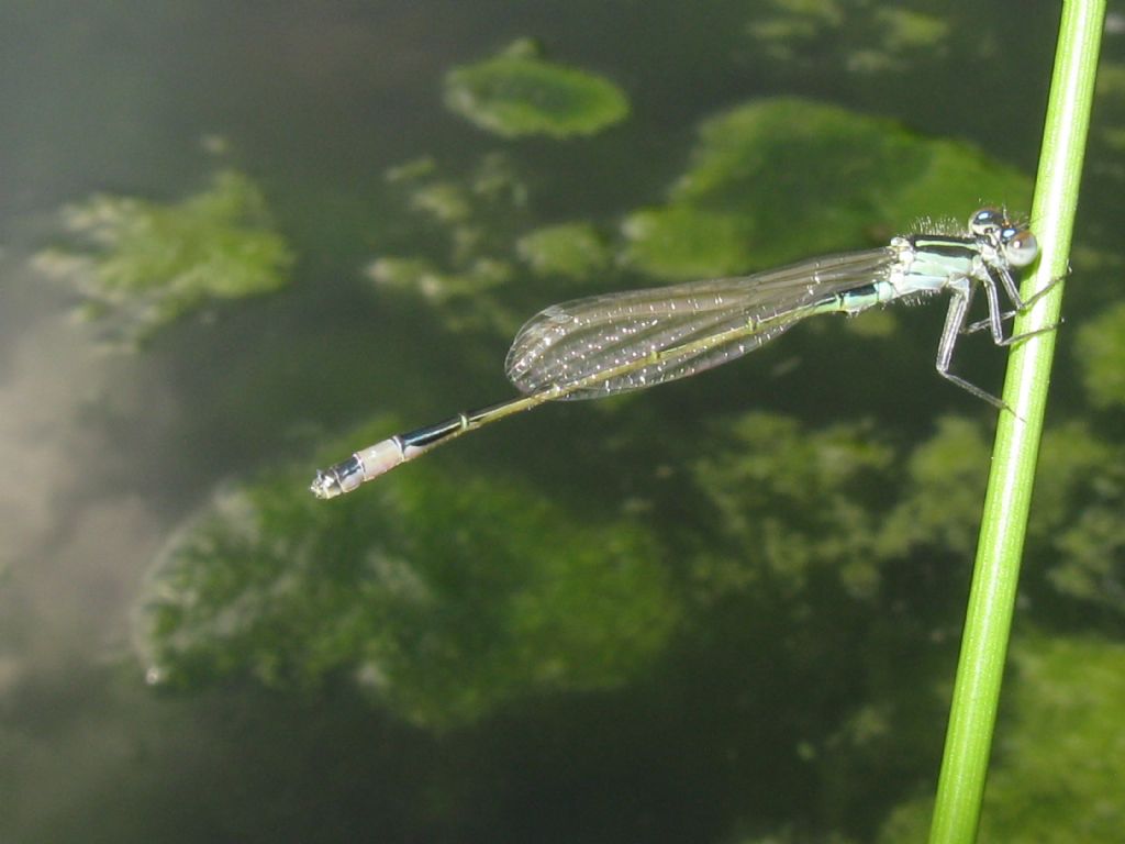 Ischnura elegans F forma B? no, maschio neosfarfallato