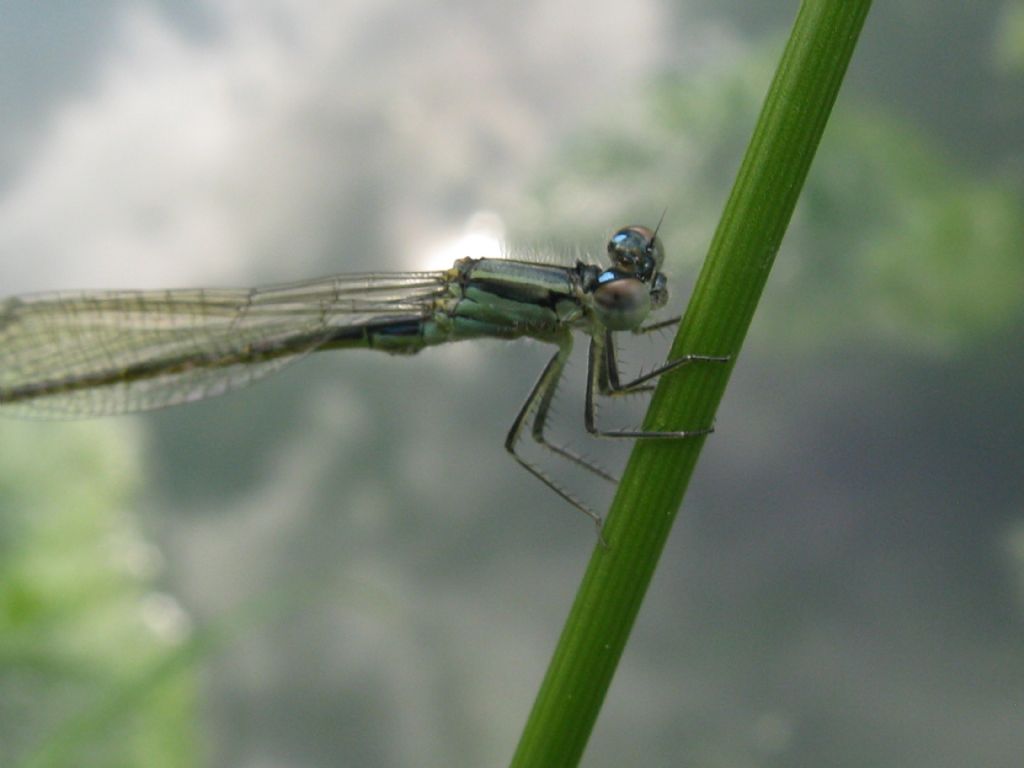 Ischnura elegans F forma B? no, maschio neosfarfallato