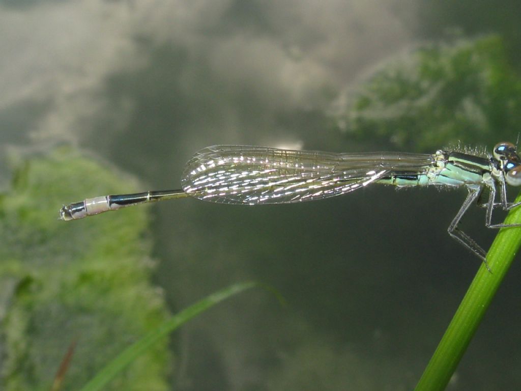 Ischnura elegans F forma B? no, maschio neosfarfallato