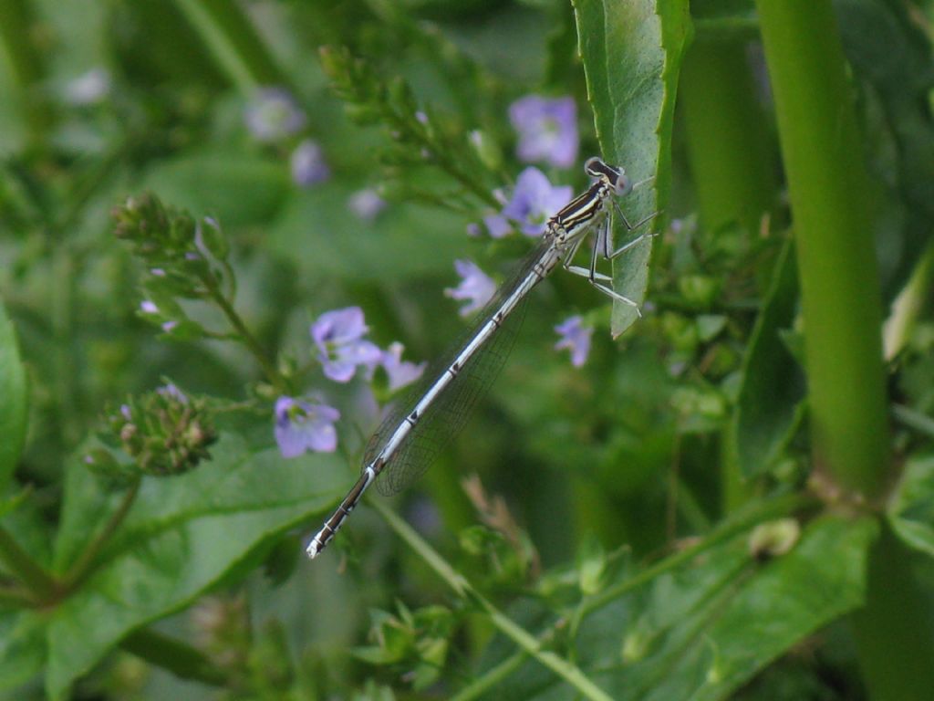 Platicnemis pennipes M immaturo