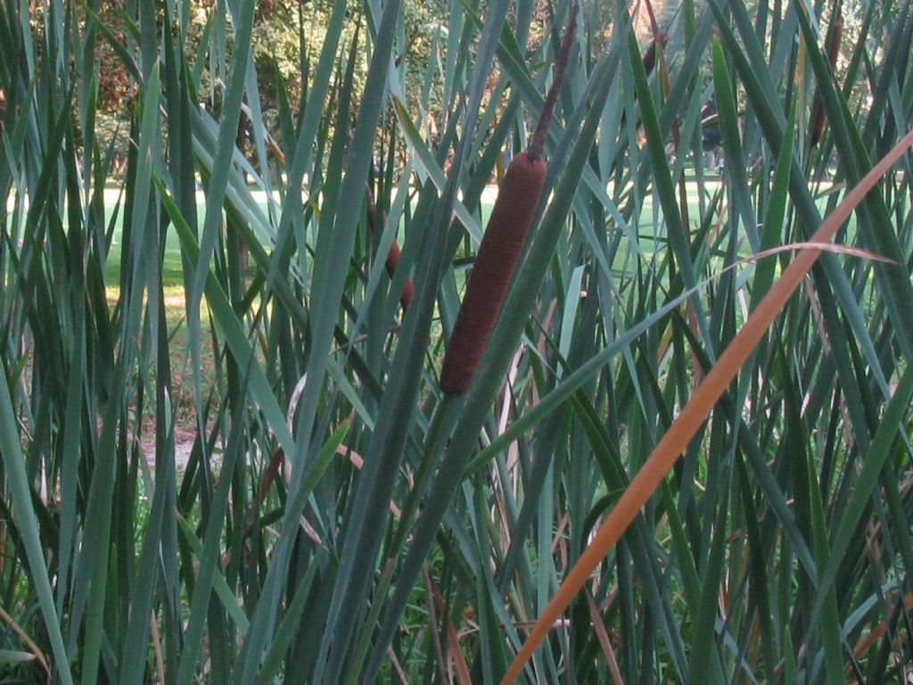 Typha latifolia