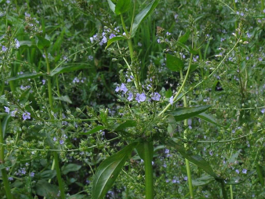 Veronica anagallis-aquatica