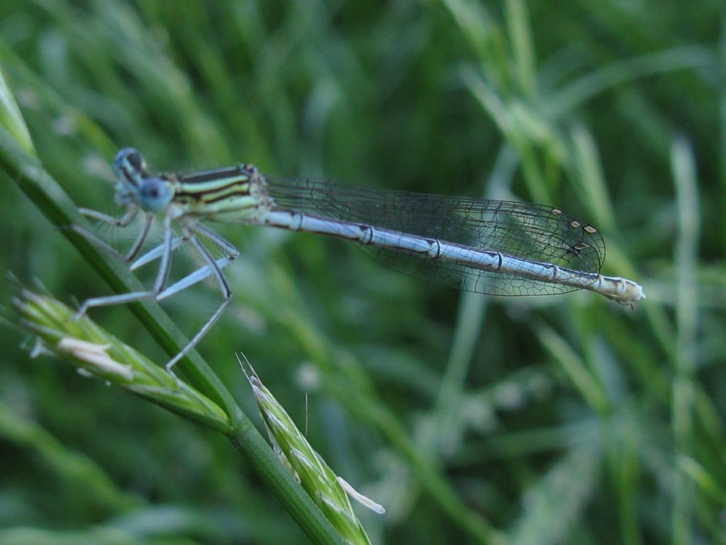 Platycnemis pennipes F? S