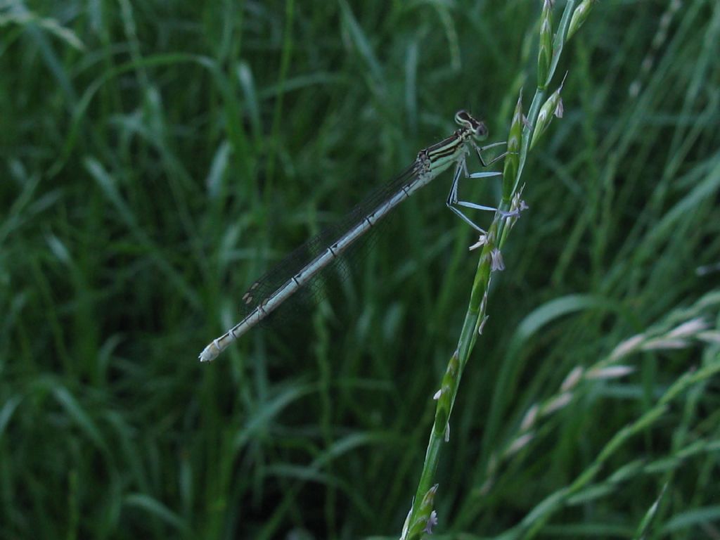 Platycnemis pennipes F? S