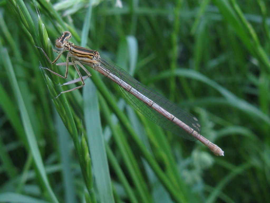 Plactynemis pennipes femmina...