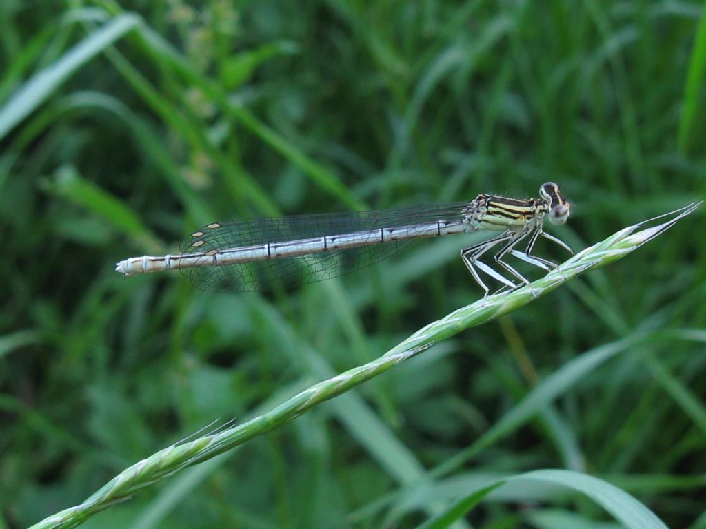 Plactynemis pennipes femmina...