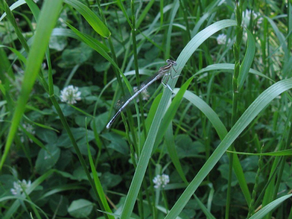 Platycnemis pennipes M o F? Giovane maschio