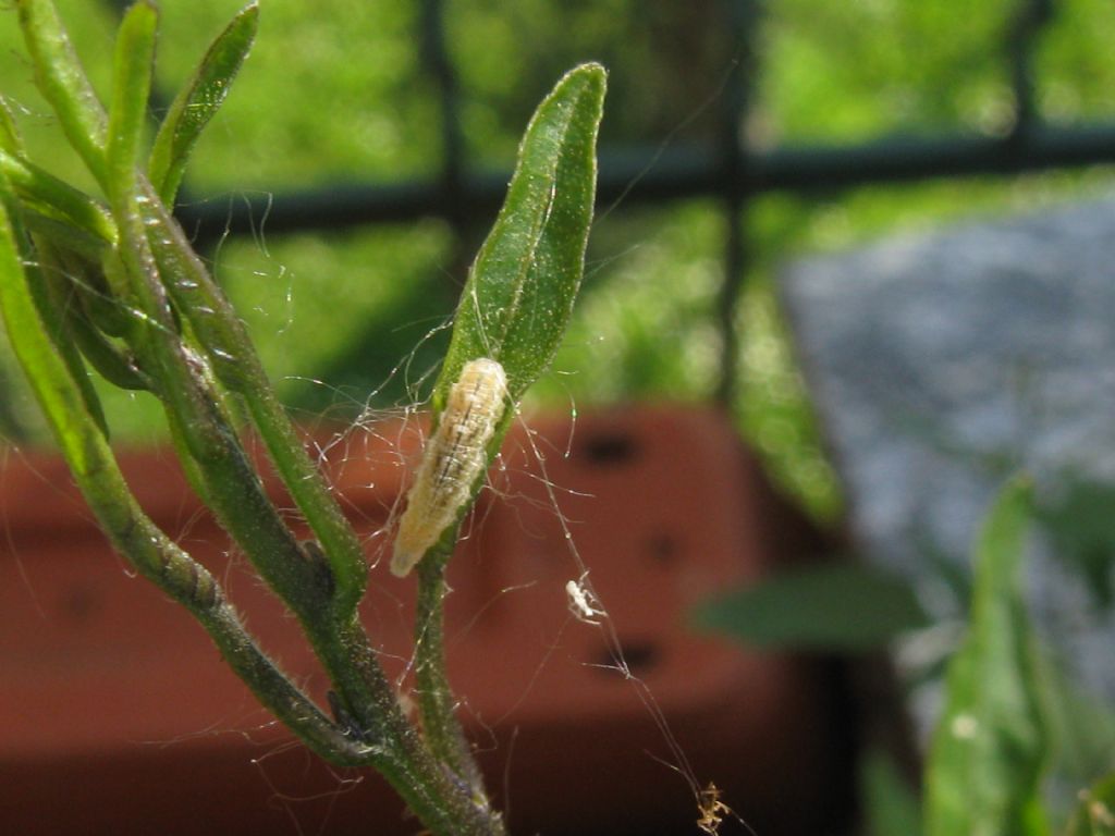 Harmonia axyridis e...? No, Harmonia quadripunctata con larve varie su afidi