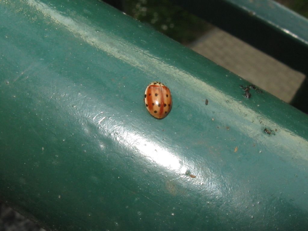 Harmonia axyridis e...? No, Harmonia quadripunctata con larve varie su afidi