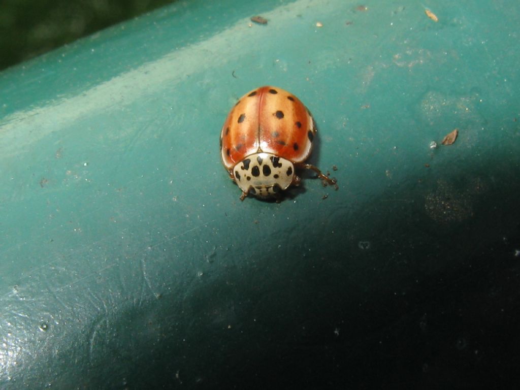 Harmonia axyridis e...? No, Harmonia quadripunctata con larve varie su afidi