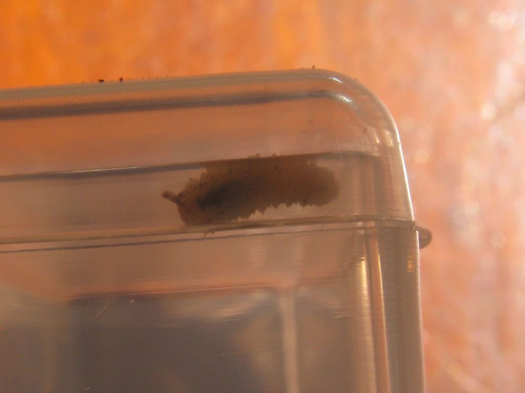 Quale bruco? larva di Sirfide s.f. Syrphinae