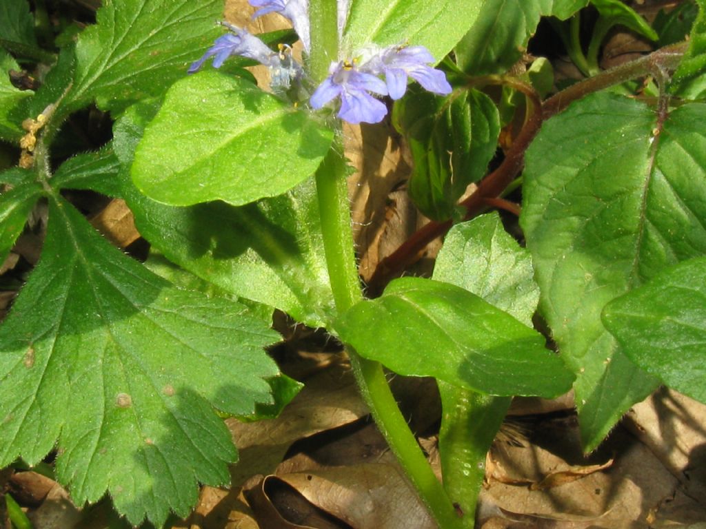 Ajuga reptans?