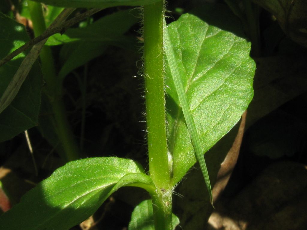 Ajuga reptans?