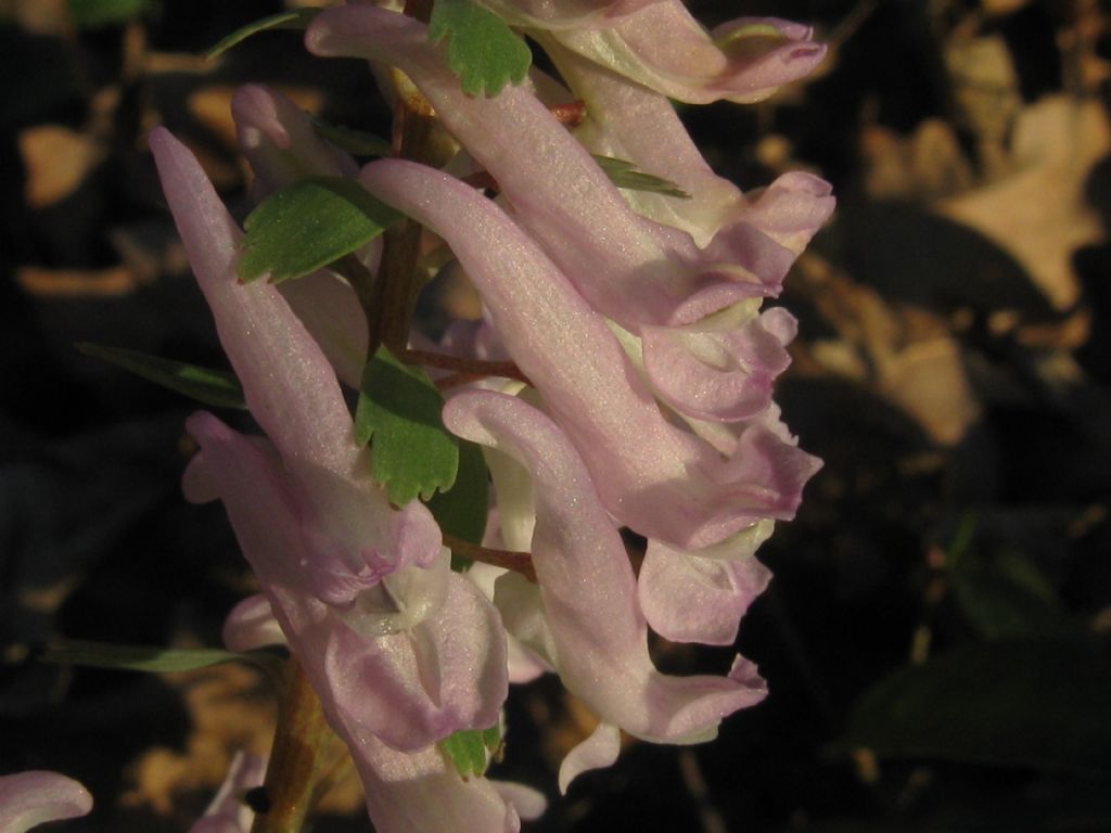 Corydalis cava (Papaveraceae)