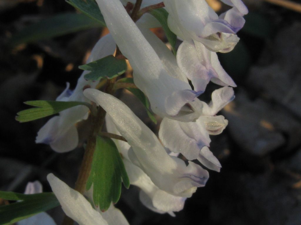 Corydalis cava (Papaveraceae)