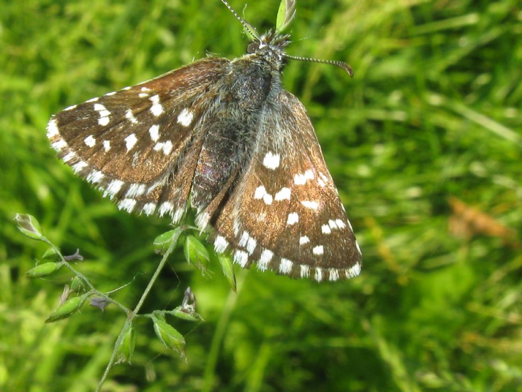 Ematurga atomaria ?  No, Pyrgus cfr. malvoides (Hesperiidae)