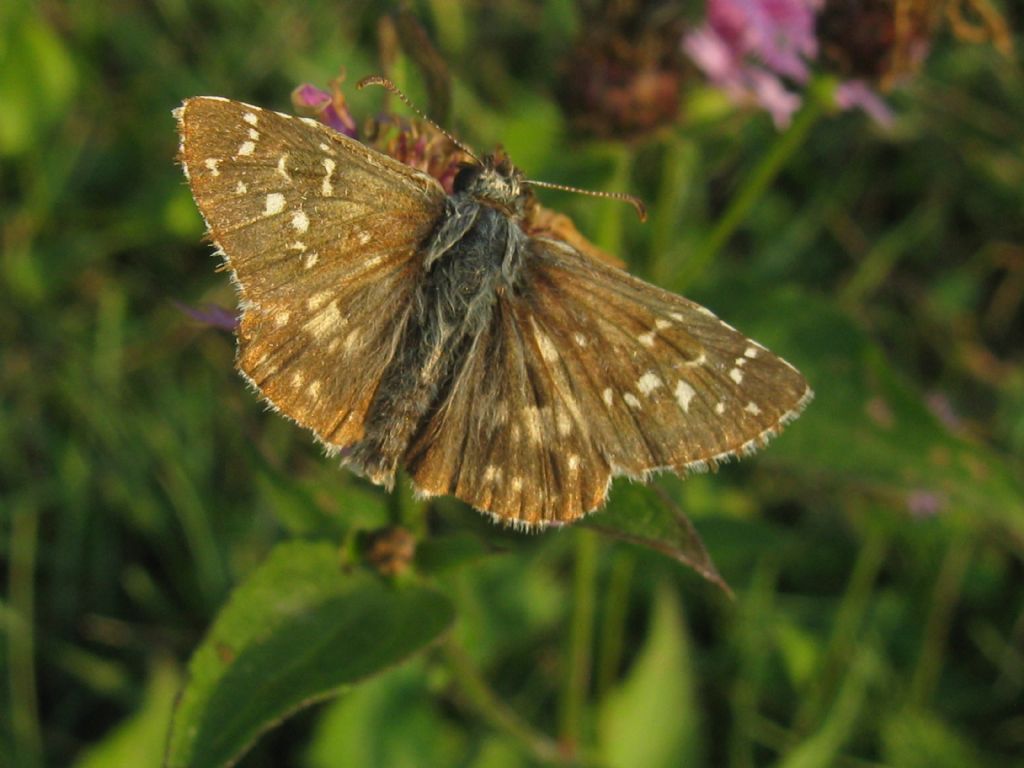 Ematurga atomaria ?  No, Pyrgus cfr. malvoides (Hesperiidae)