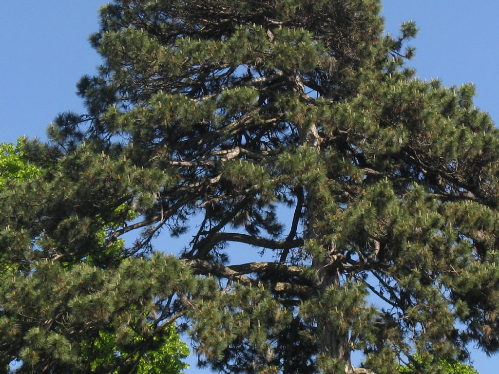 Quale pino?  Pinus cfr. nigra