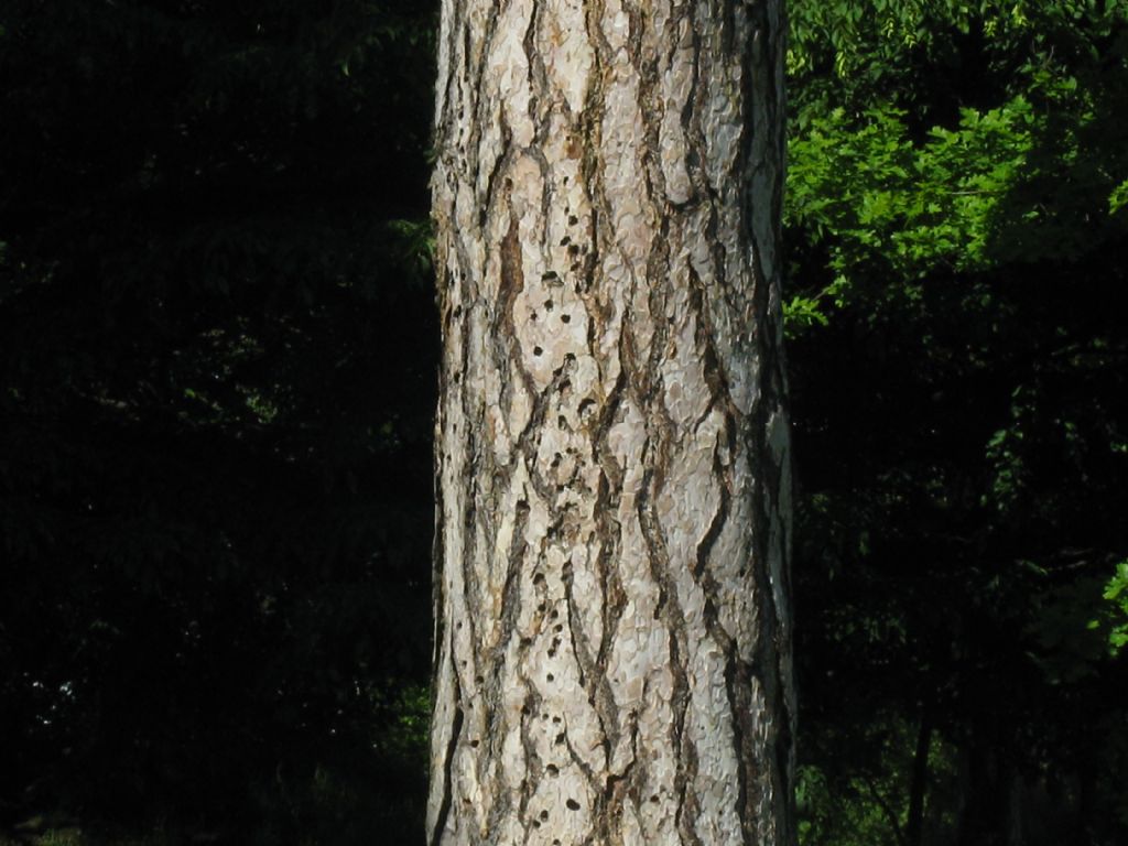 Quale pino?  Pinus cfr. nigra