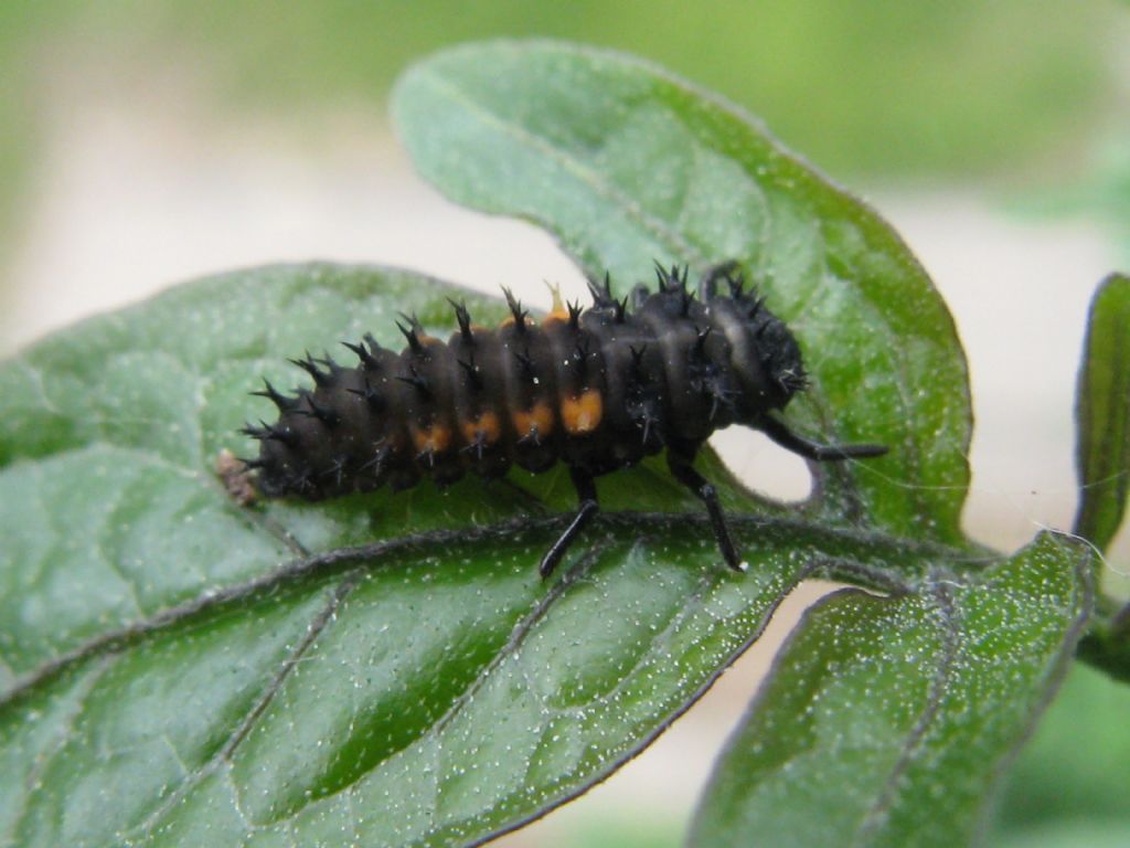 Harmonia axyridis e...? No, Harmonia quadripunctata con larve varie su afidi