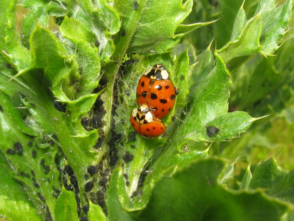 Harmonia axyridis ? Sì