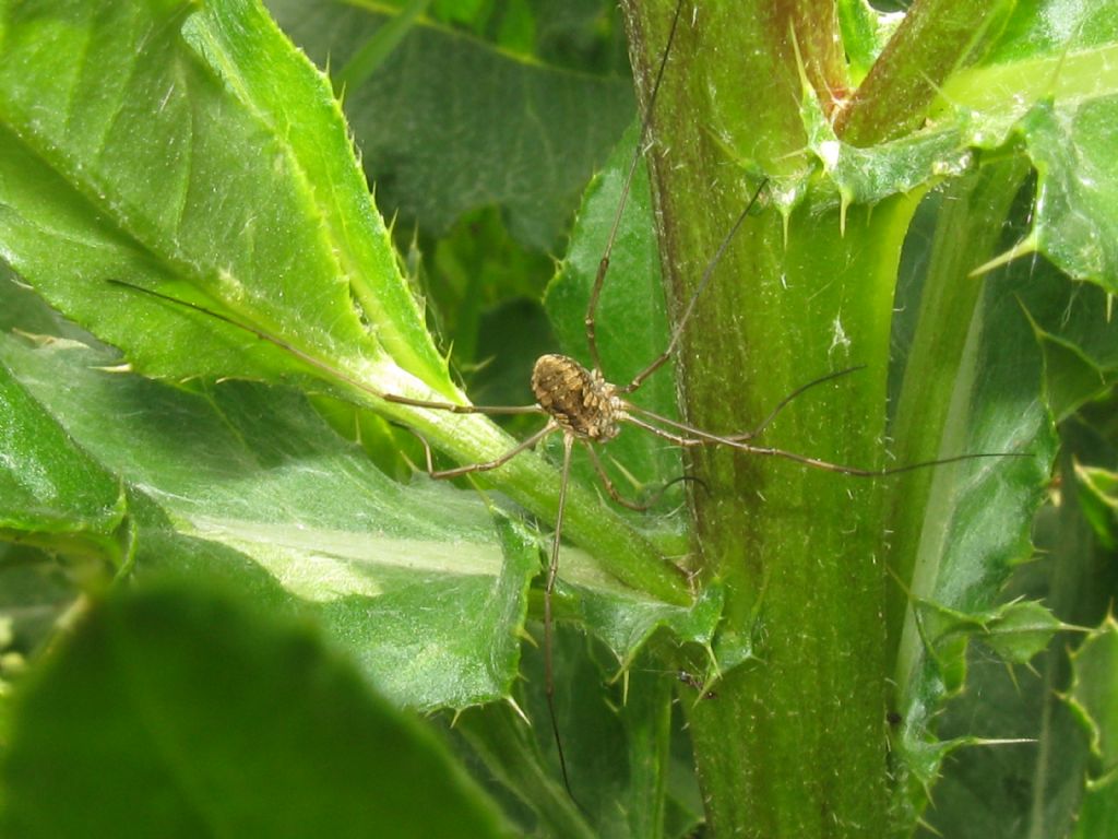 Phalangiidae: Mitopus morio e Phalangium opilio, femmine