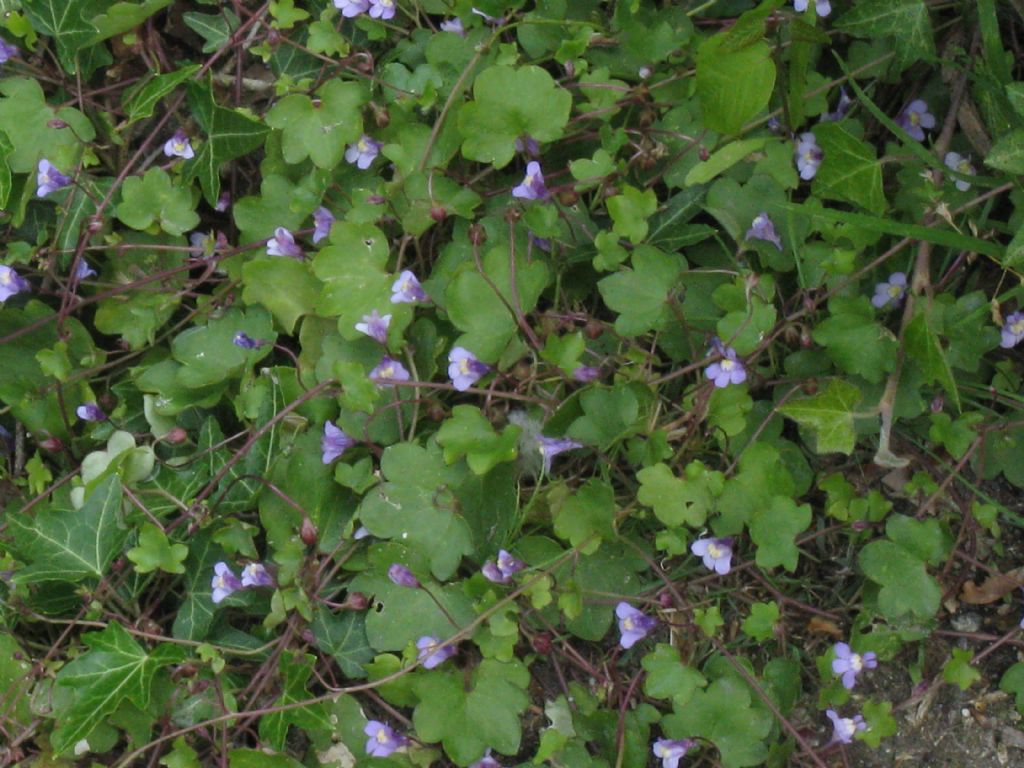 Cymbalaria muralis