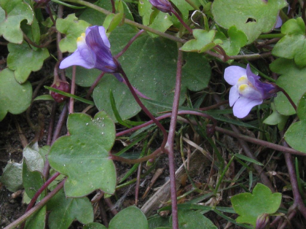 Cymbalaria muralis
