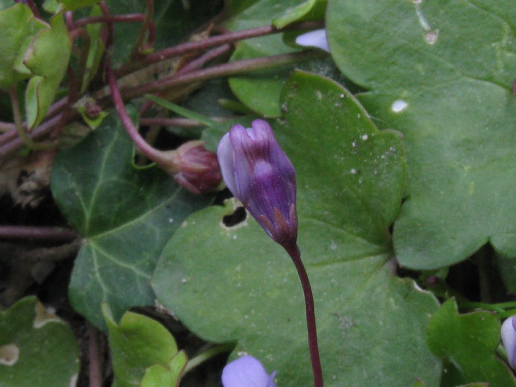 Cymbalaria muralis