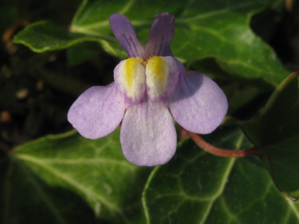 Cymbalaria muralis