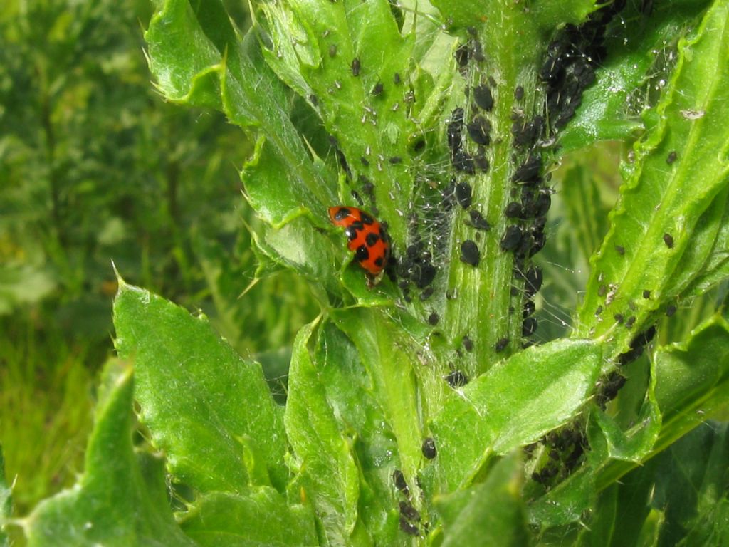 Afidi? Si, Aphis sp.