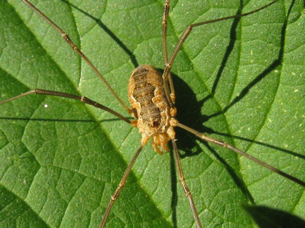 Phalangiidae: Mitopus morio e Phalangium opilio, femmine