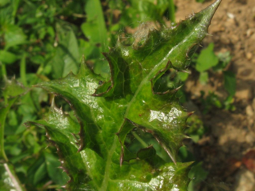 Sonchus asper